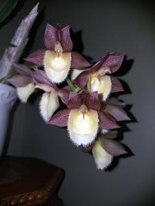 Catasetum Chuck Taylor