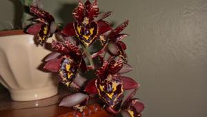 Catasetum Karen Armstrong