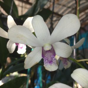 Dendrobium Kanjana Green