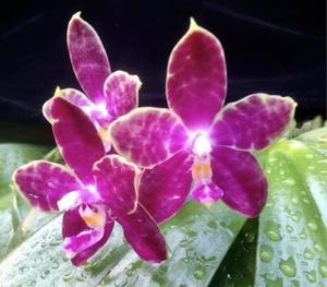 Phalaenopsis How Wai Ron