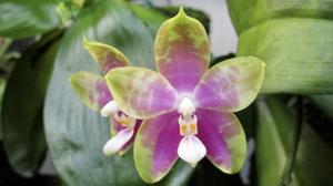 Phalaenopsis How Wai Ron