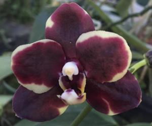 Phalaenopsis Frog Hollow Black Cherry Sundae