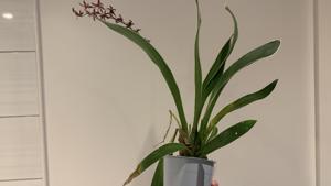 Oncidium Katrin Zoch