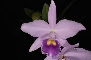 <i>Cattleya</i> Cornelis' Love
