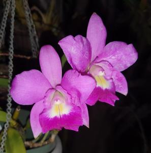 Cahuzacara Hsinying Little Bride