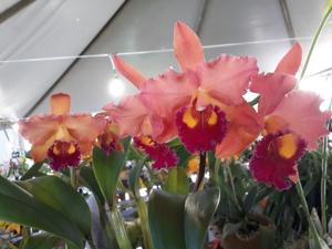 Rhyncattleanthe Fender's Love Song