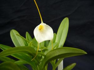 <i>Masdevallia</i> Mem. Wilhelm Teipel