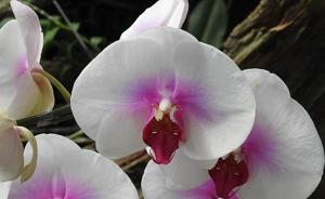 <i>Phalaenopsis</i> Fuller's Pink Rose