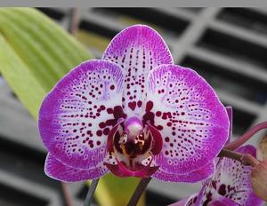 <i>Phalaenopsis</i> Fuller's Pink Stripe