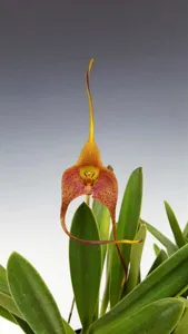 <i>Masdevallia</i> Mem. Aaron Jackson