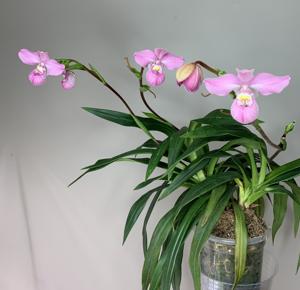 Phragmipedium Samuel Crothers