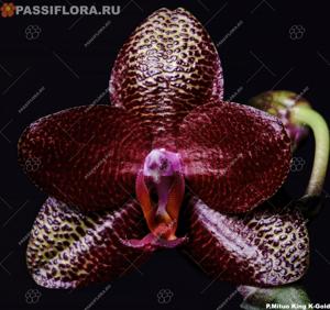 Phalaenopsis Mituo King