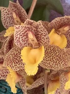 Catasetum Dentigrianum