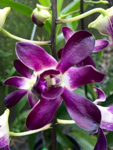 Dendrobium Tong Yi Phoenix