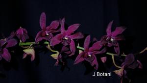 Dendrobium Tong Yi Phoenix