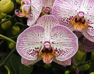 <i>Phalaenopsis</i> I-Hsin The Big Bang