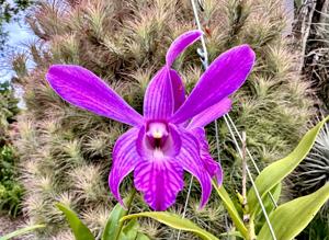 <i>Dendrobium</i> Seeto