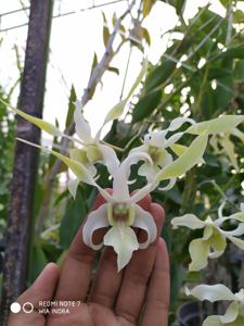 Dendrobium Kuranda Giant