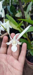 <i>Dendrobium</i> Kuranda Giant