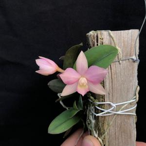 Cattleya Mirabelle Fleur