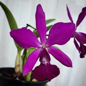 <i>Catyclia</i> Hong Dar Aloha