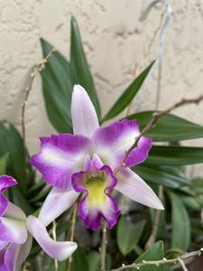 <i>Rhyncatlaelia</i> Petit Prisme