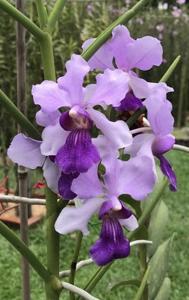 Vanchoanthe Michelle Lim