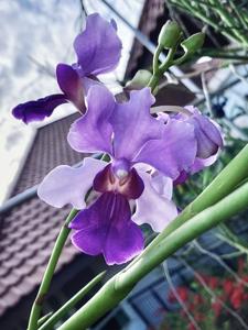 Vanchoanthe Michelle Lim