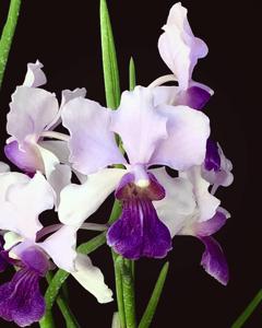 Vanchoanthe Michelle Lim