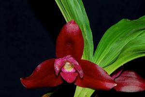 Lycaste Reina Del Cisne
