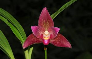 Lycaste Reina Del Cisne