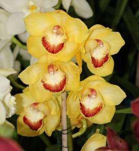 Cymbidium Intense Gold