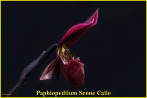 Paphiopedilum Senne Calle