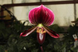 Paphiopedilum Schöne von Kaunitz