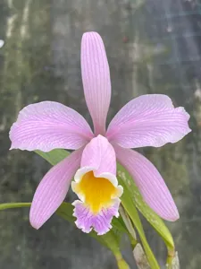 Cattleya Heloisiae