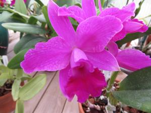 <i>Cattleya</i> Tagada LCDO