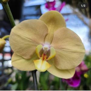 <i>Phalaenopsis</i> OX Lottery Prince