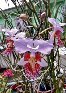 Papilionanthe Noora Alsagoff