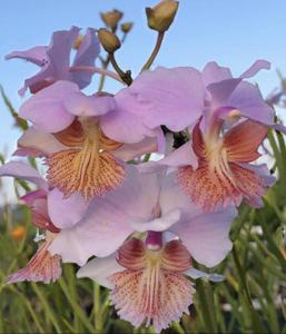 Papilionanthe Noora Alsagoff