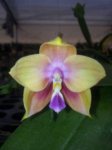 Phalaenopsis Chienlung Happy Girl