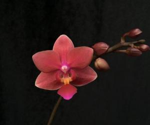 <i>Phalaenopsis</i> Pylo's Little Katie