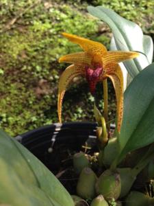 <i>Bulbophyllum</i> Mot Mittraphap