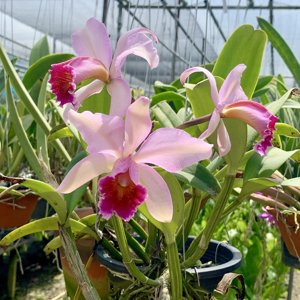 Cattleya Oh Hock Neo