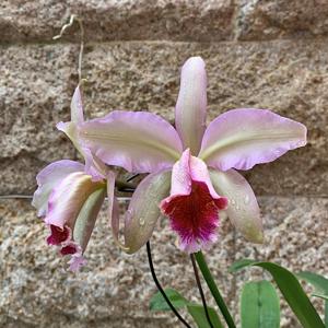 Cattleya Oh Hock Neo
