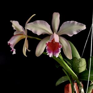 Cattleya Oh Hock Neo