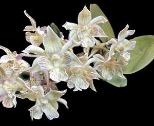 Dendrobium Lutin Blanc