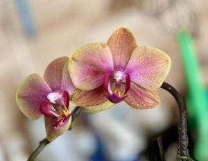 Phalaenopsis Dragon Tree Sara Beauty