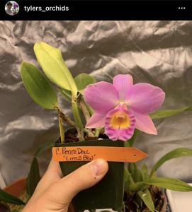 Cattleya Petite Doll