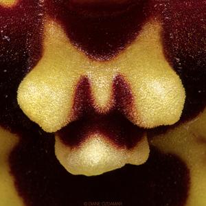 Tolumnia Jairak Firm