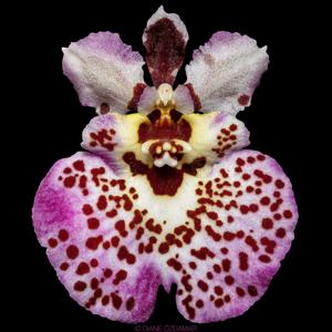 Tolumnia Jairak Firm